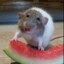 MelonRat