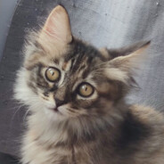 我这种人在队里只会把大电吃光