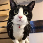 给不给4每秒4加成？