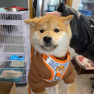 翻斗花园突击手小博