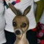 Donkey