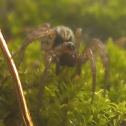 HZ 3. SHELOB