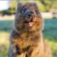 quokka