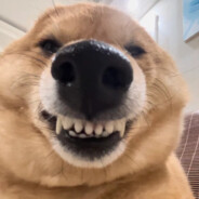 抓我timing自动下原神