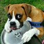 Doggedness