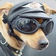 兰兰家的小骚狗