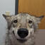 YukiPawz
