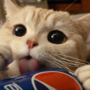 ￥￥杜思怡￥￥