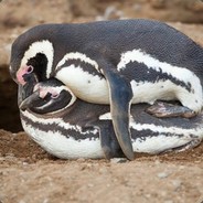 gay penguin