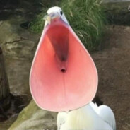 输导矩阵是鹈鹕