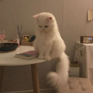 广寒宫外的广寒宫