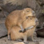 Angry Capybara