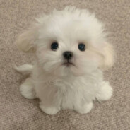 爱喝柠檬茶的喵