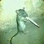 Rato fumano singaro