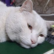 cout << "Кит" << endl;