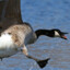Goose is Loose