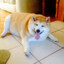 A_VERY_FAT_SHIBA