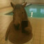 cabrito