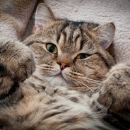 oldVACCheat$hotMACHINE