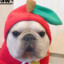 apple dog
