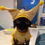 GatoBalatroBalatrin