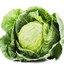 Brassica