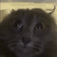 Cinnamic's  Kitten