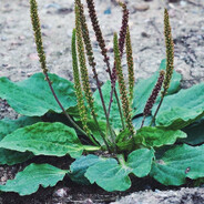 Подорожник