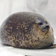 Тюлень😡😡😡