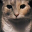 meow
