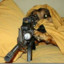 Sniper Dog