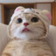 麻大猪肘子