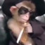 Macaco noia do CS