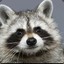 RACCOON1224