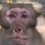 TheGamingThumb