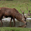 HydratedDeer