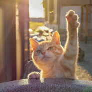 急拔首赢，慢拔out