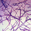 Bacillus anthracis