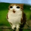 Meowl