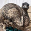 emu