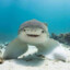 Shark