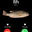 fih