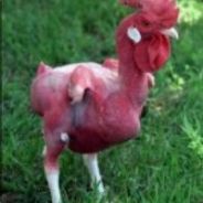 AtomicThunder.Cow