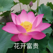 花开富贵