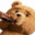ted.annimal