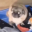 Dancing_mops