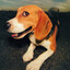 Flying Beagle