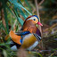 ᴿᴺᴳ Mandarin Duck