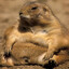RotundGopher89