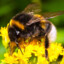 Bombus